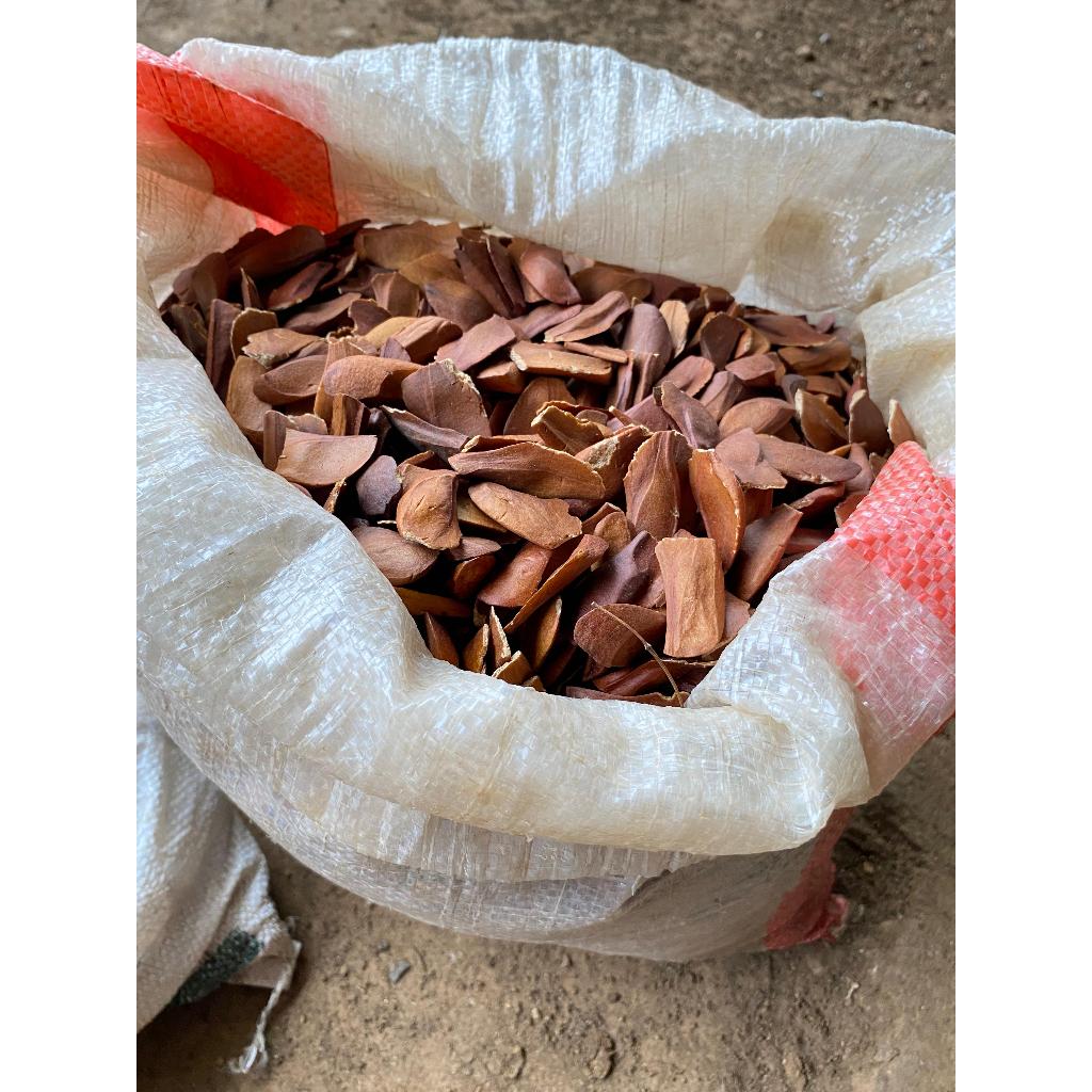 

Biji Mahoni Super 500 Gram Rempah Mahoni Kering untk Jamu