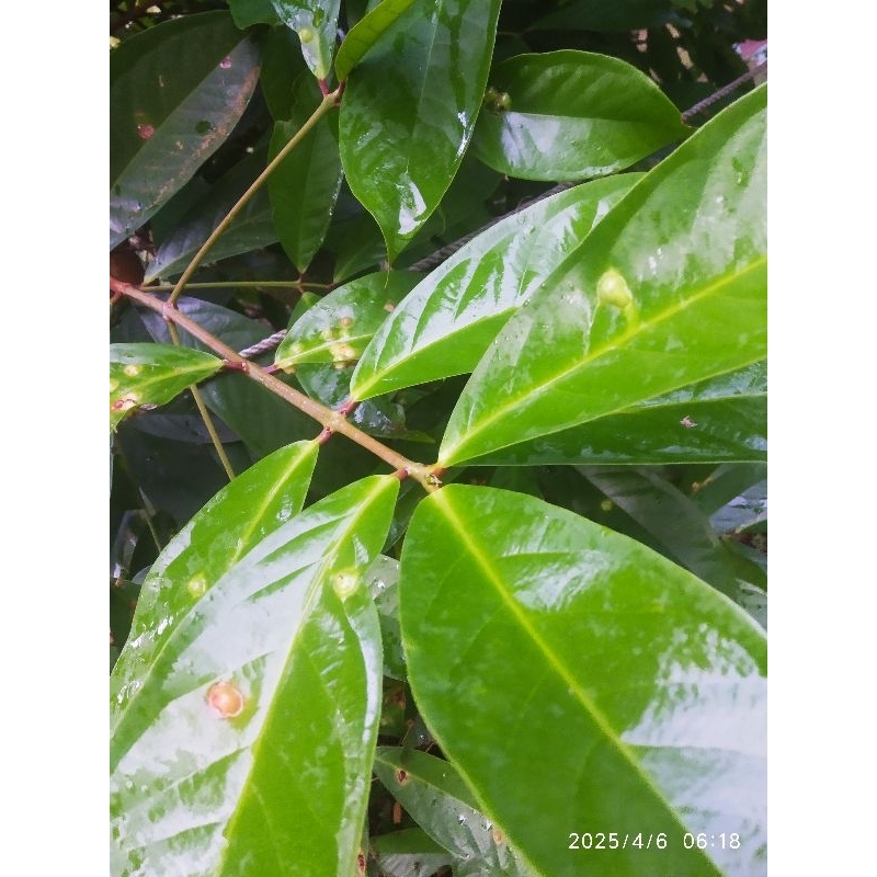 

Daun Jambu Air Fresh