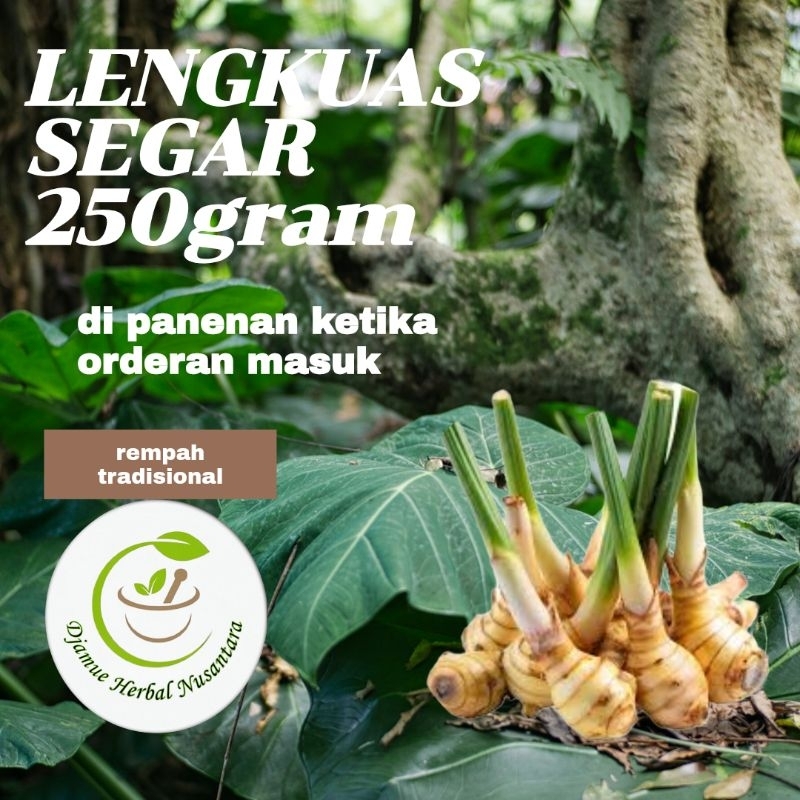 

rempah sayur asam dan rempah daging lengkuas segar 250gram kualitas terbaik yang di panen ketika ada orderan masuk