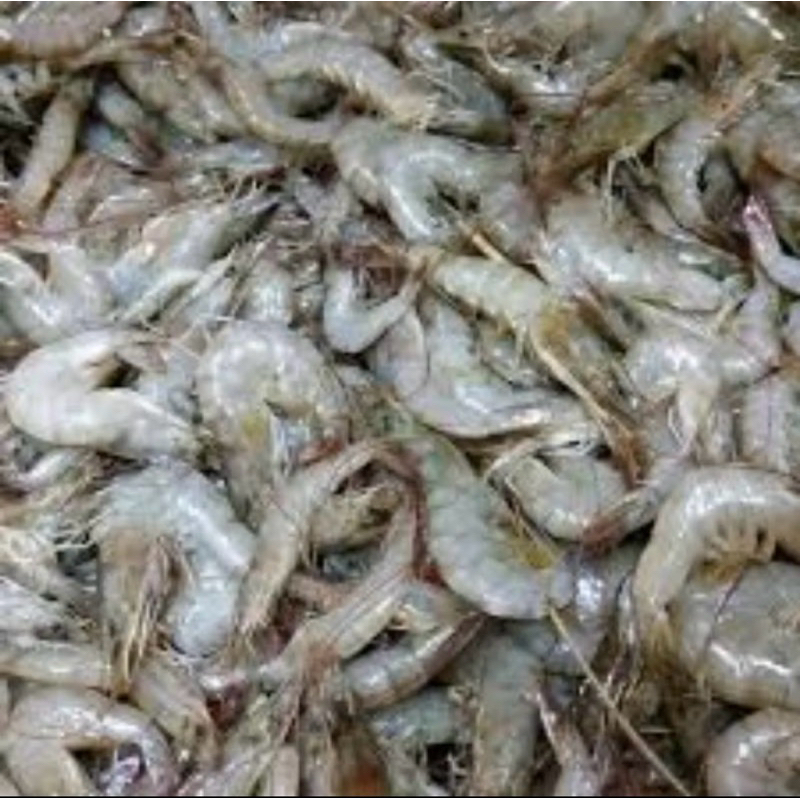 

udang kecil 250gram