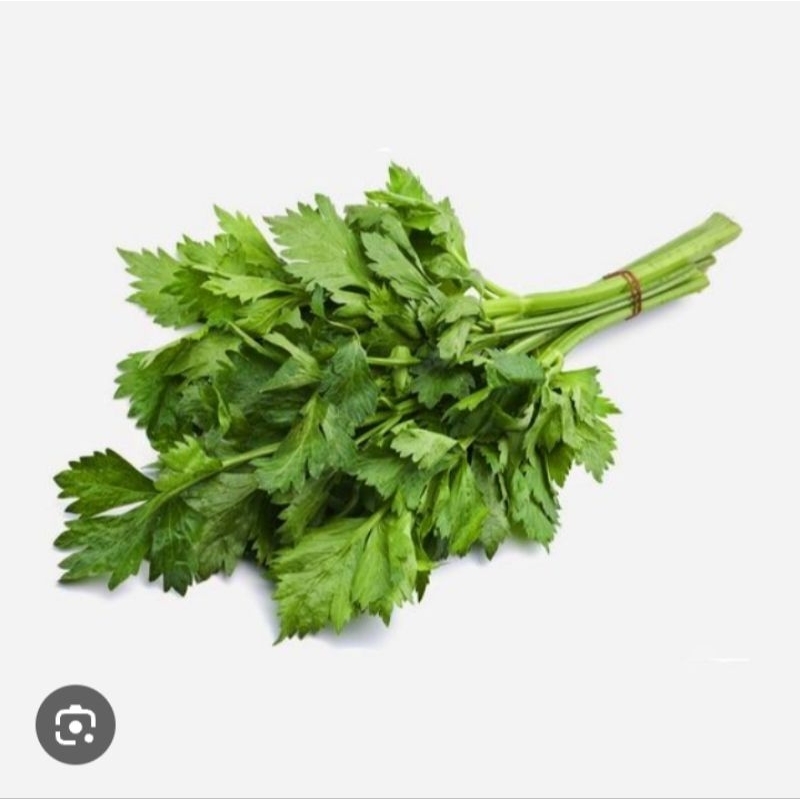

daun seledri atau daun sop