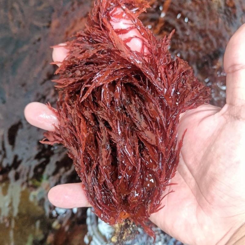 

Rumput laut | Alga Merah | Kering