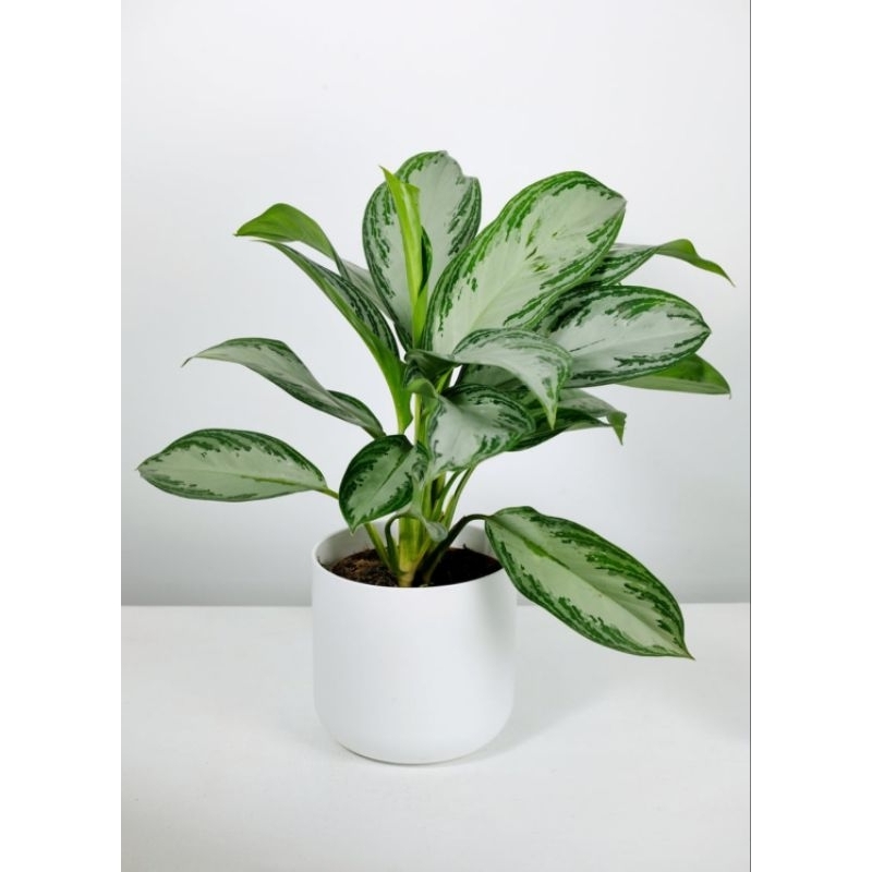 aglaonema silver bay
