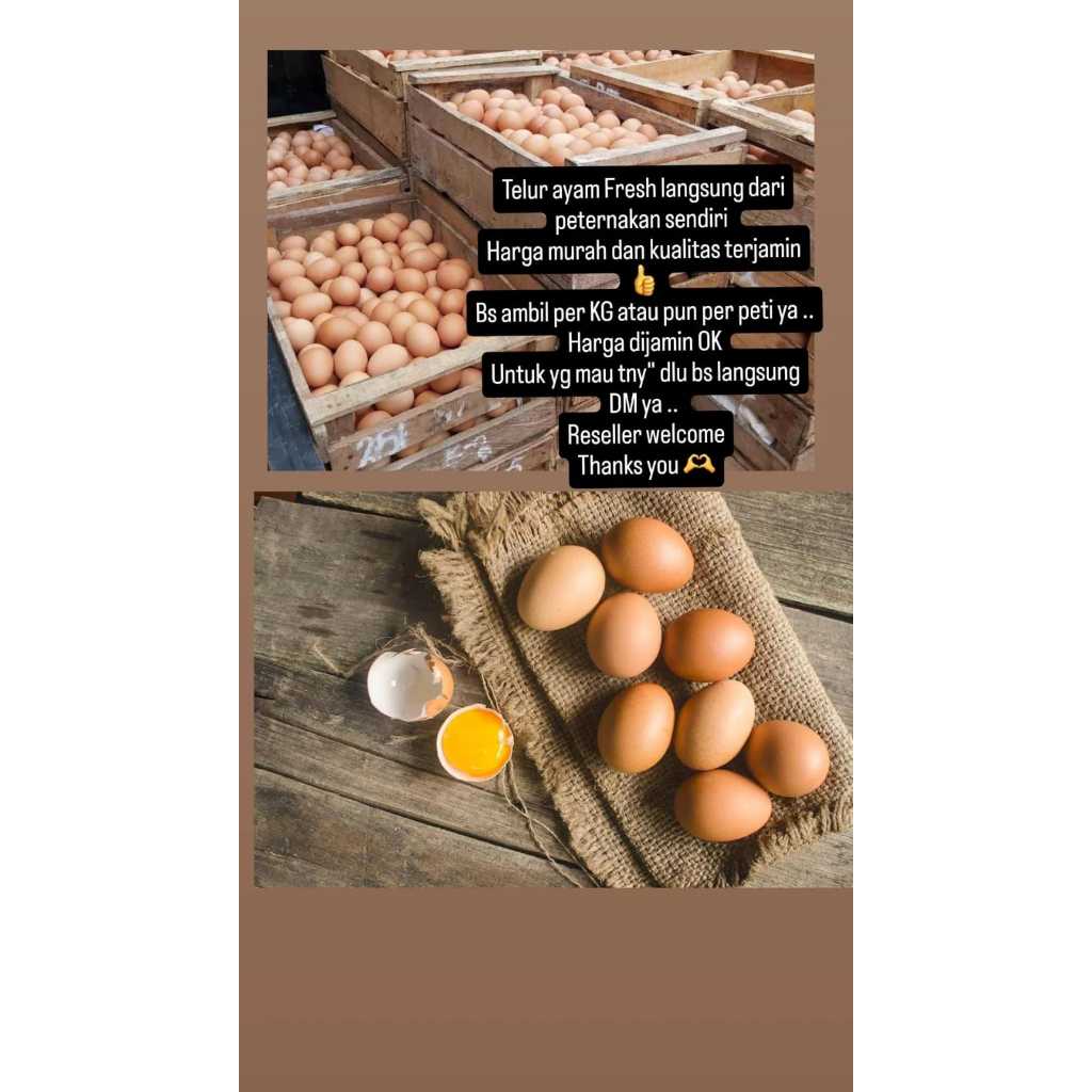 

1 pcs ISA BROWN chicken egg Telur Ayam Negeri PREMIUM GRADE A telor ayam negri lokal Fresh dari peternakan Bersih Kualitas Terbaik