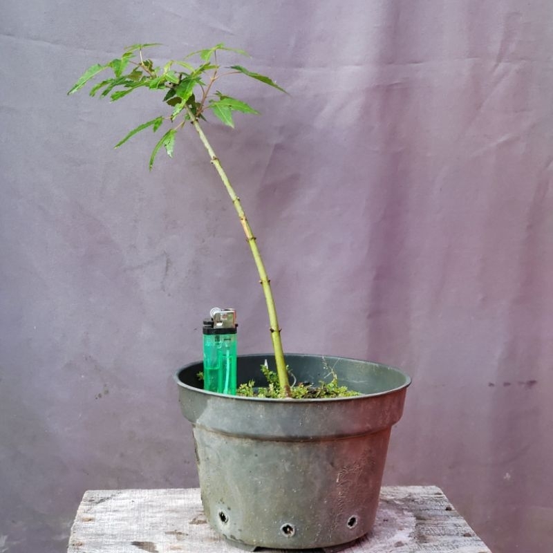 [A] Maple hijau / Maple jepang / tanaman maple / pohon maple / acer palmatum