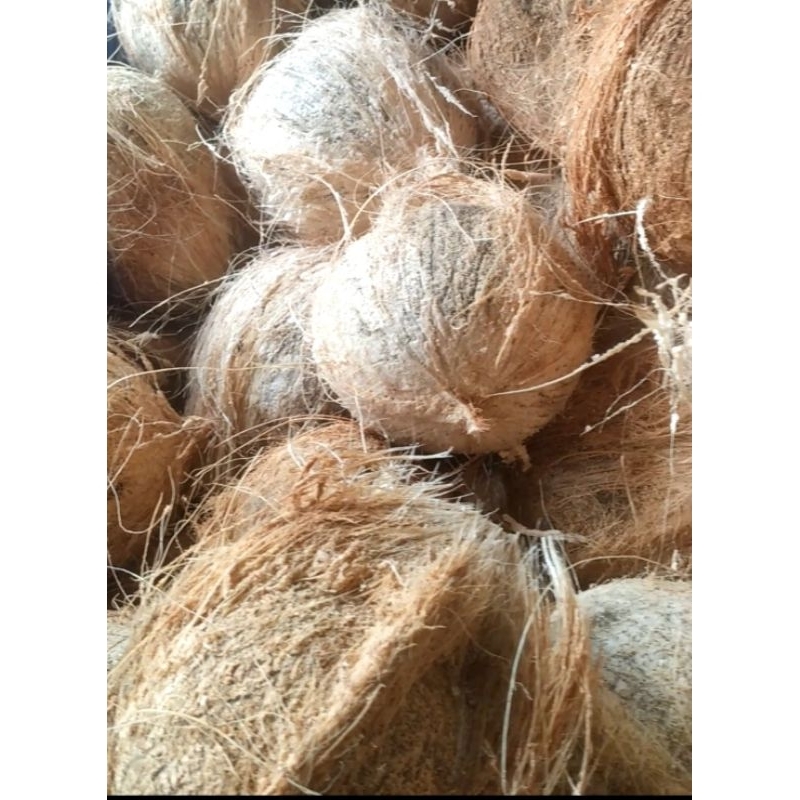 

Kelapa tua kupas | Kelapa Santan | kelapa biji