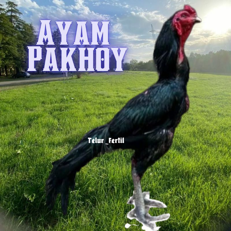 

telur ayam pakhoy full brakot bisa untuk di tetaskan