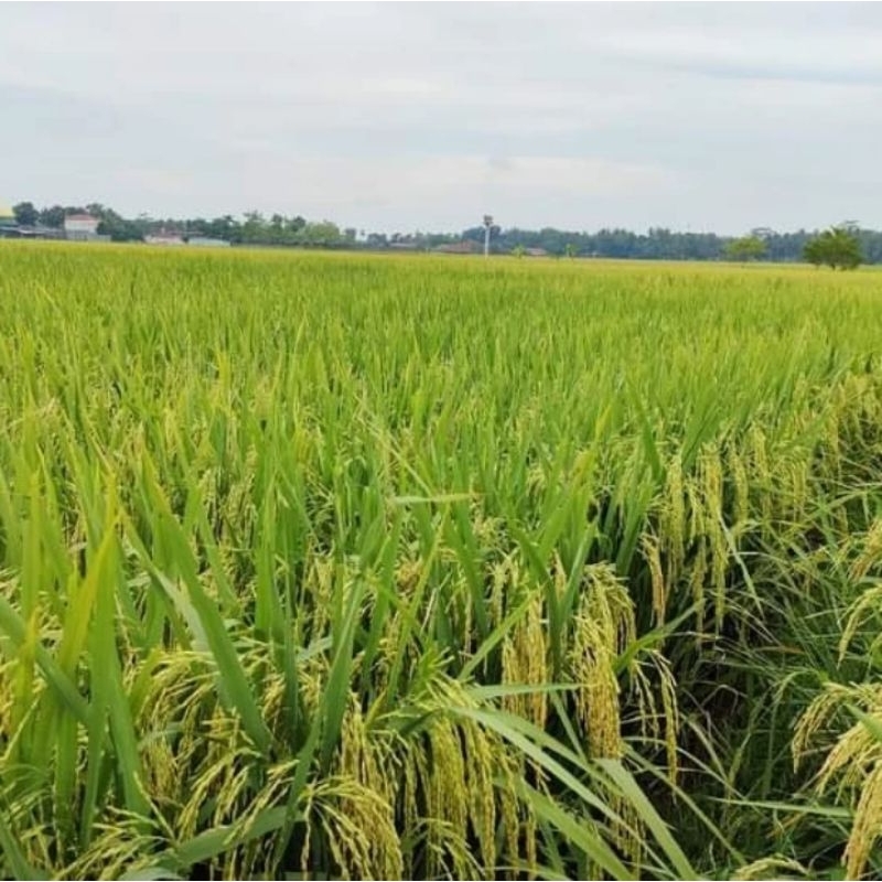 BENIH PADI NGAOS MAWAR KEMASAN 5KG
