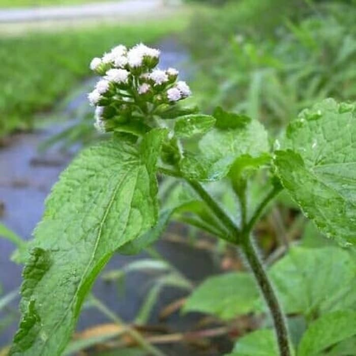

DAUN BANDOTAN SEGAR OBAT HERBAL 100gram