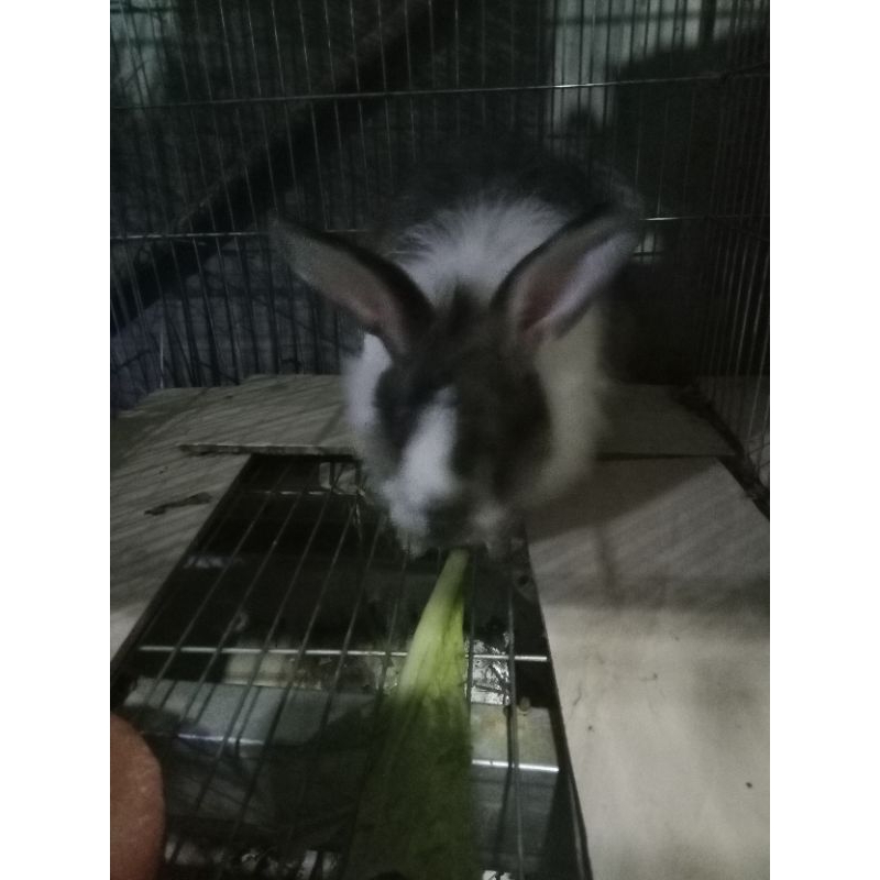 Kelinci Betina Indukan umur 8 Bulan Sedang Hamil