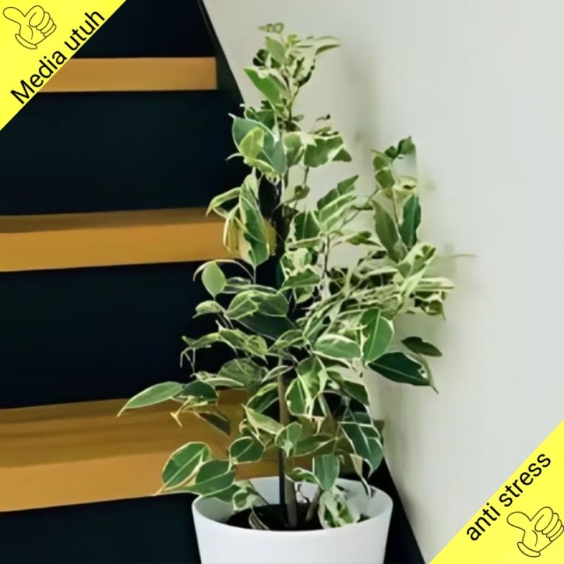 pohon beringin putih varigata bibit tanaman hias bahan bonsai hidup Semarang Jawa tengah jateng terd