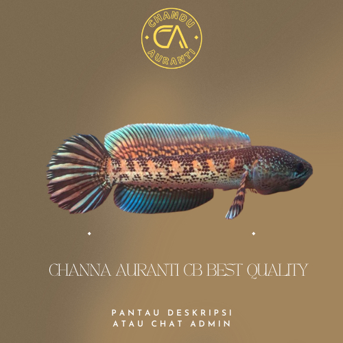 Channa Auranti Baby Cb China Size 5-7 cm Grade Super Calon Gondrong & Calon Dorpol Pasti Aktif