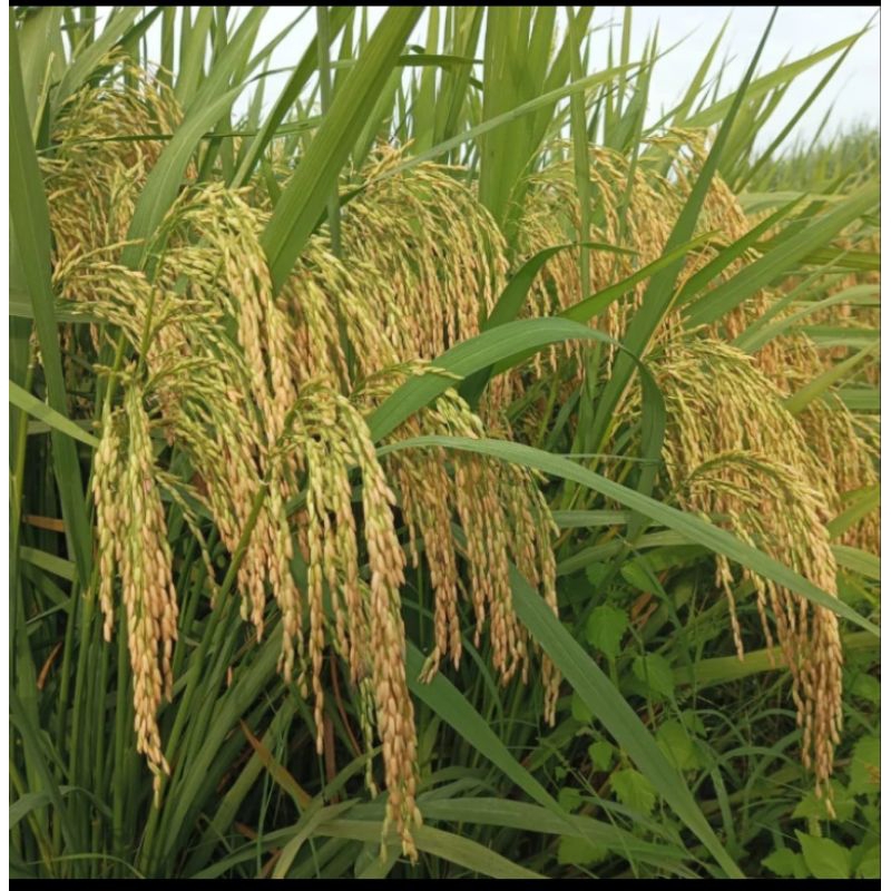 Benih padi PMJ-01 kemasan 5kg