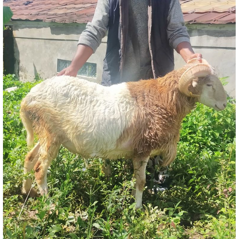Domba qurban hewan qurban