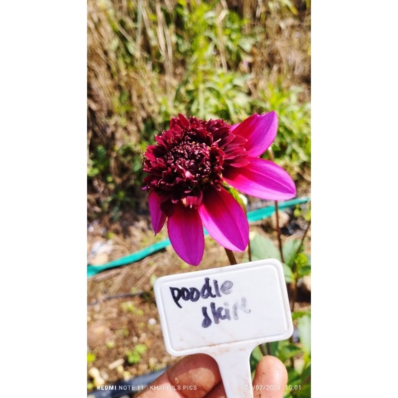 Dahlia POODLE SKIRT (Dahlia sp) umbi 1 umbi