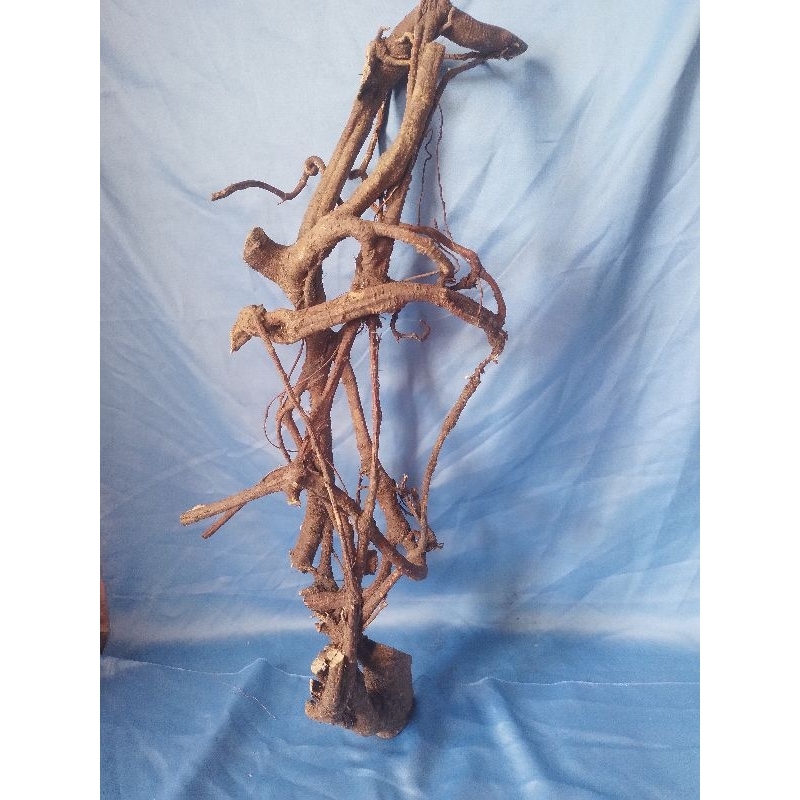 akar mimang asli.berkarakter