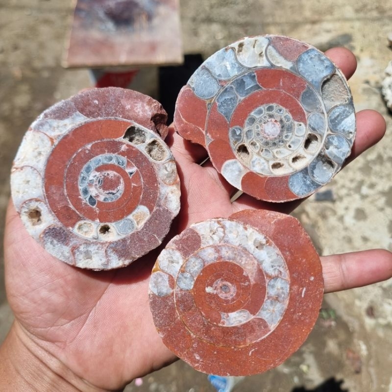 1pcs Polesan Batu Fossil Ammonite