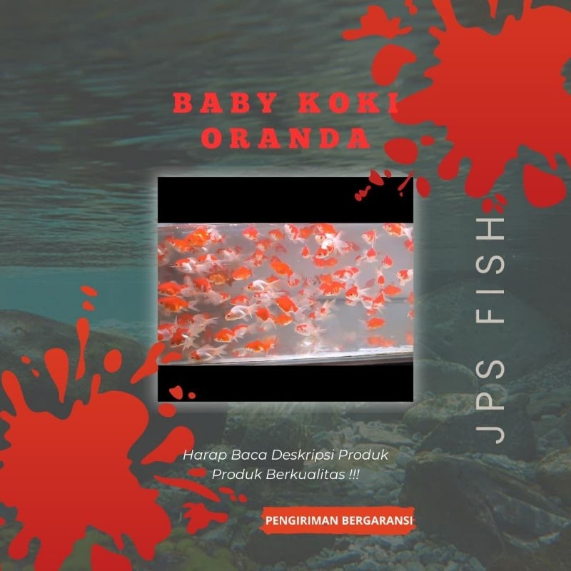 Terviral / Baby Koki Oranda 5cm / Perlengkapan Aquarium