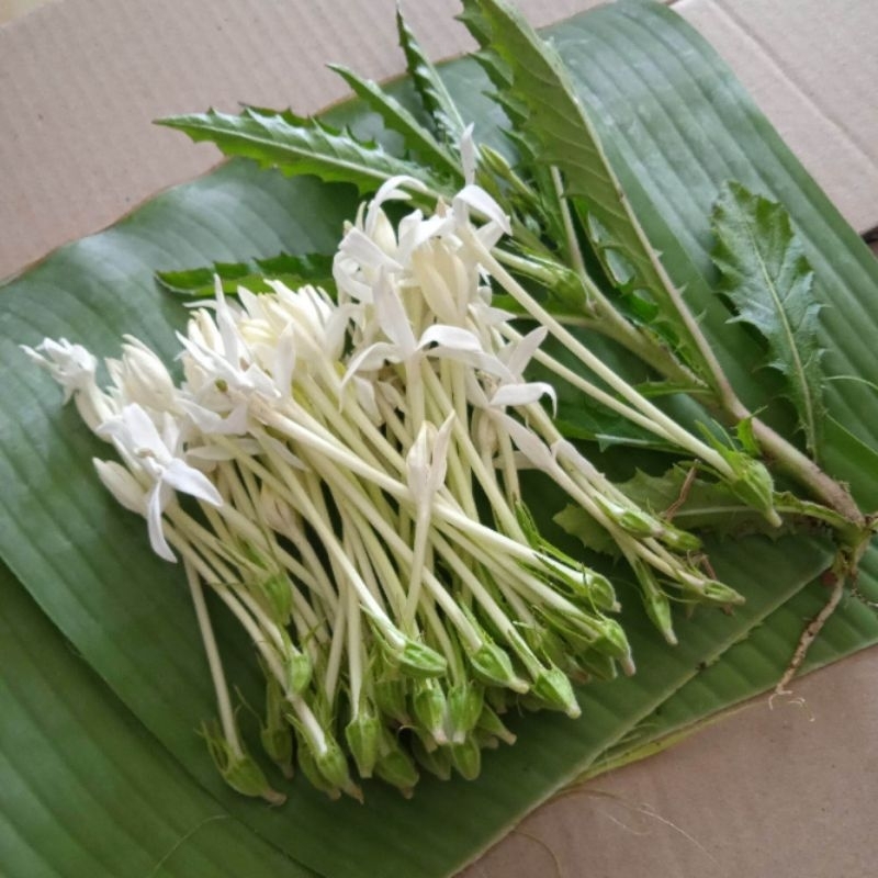 

Bunga Kitolod Segar Untuk Obat Mata 25 Pcs