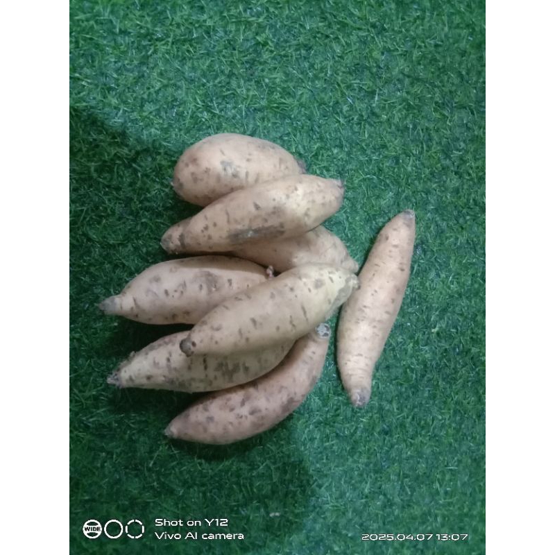 

ubi jalar Cilembu fress 1kg