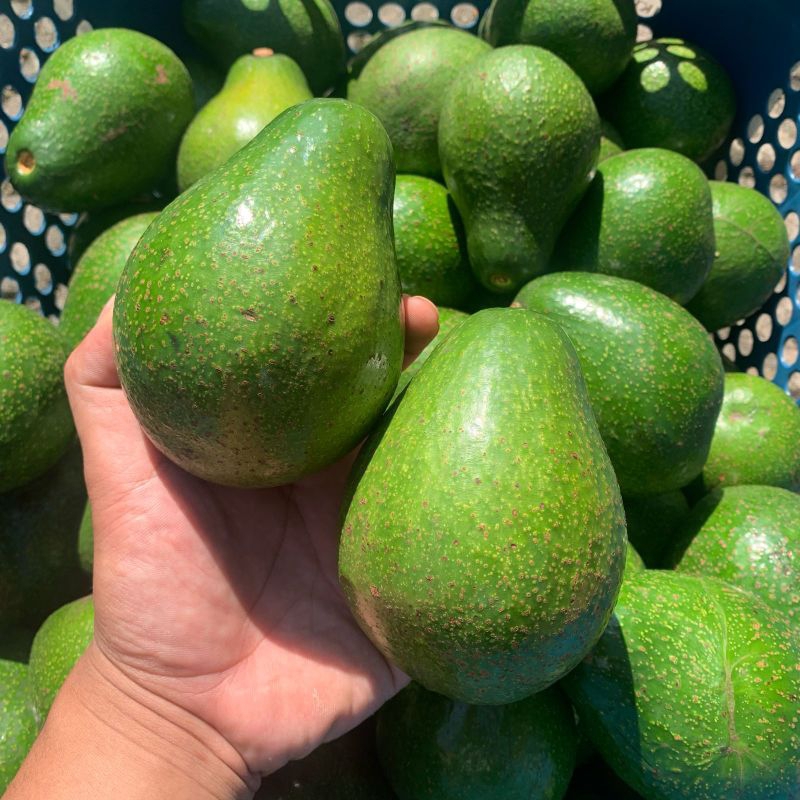

Alpukat mentega super bergaransi 1 kg isi 4-5 buah