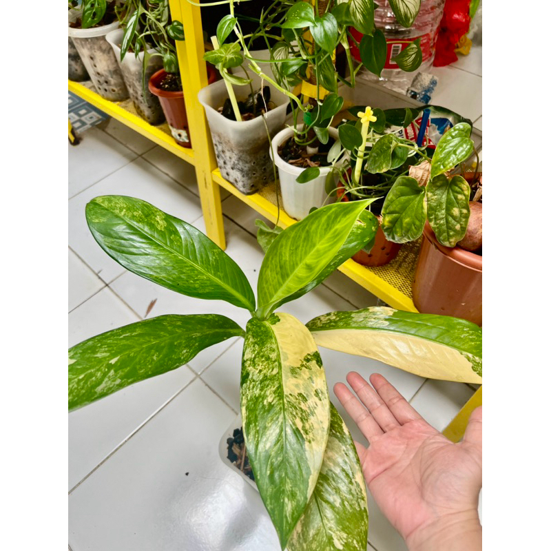 Diffen Panglima Varigata/ Congo Varigata