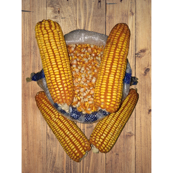 

Jagung||pakanternak,untukberondong