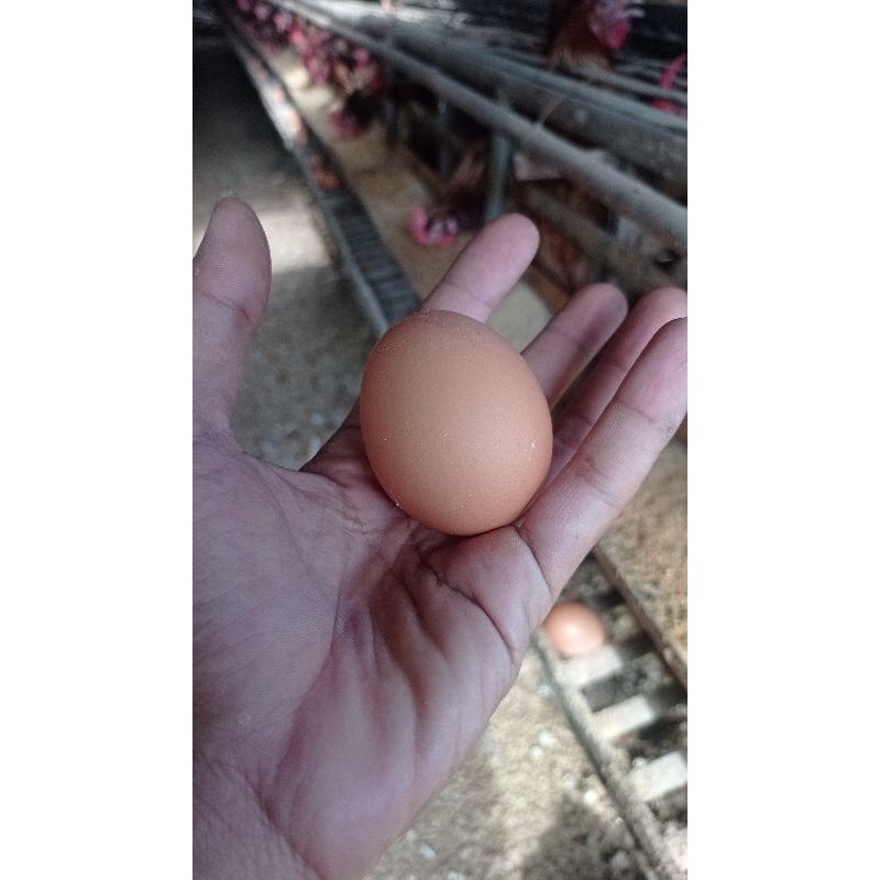 

TELUR AYAM FRESH DARI KANDANG
