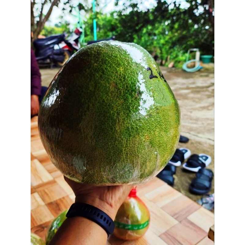 

Jeruk Pamelo madu muria JUMBO manis tanpa biji berat 2kg -2,5kg