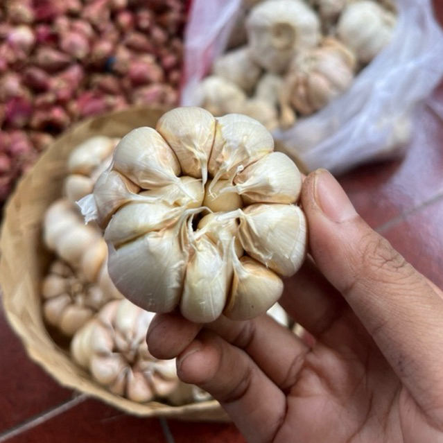 

BAWANG PUTIH 500 GRAM MURAH BERKUALITAS