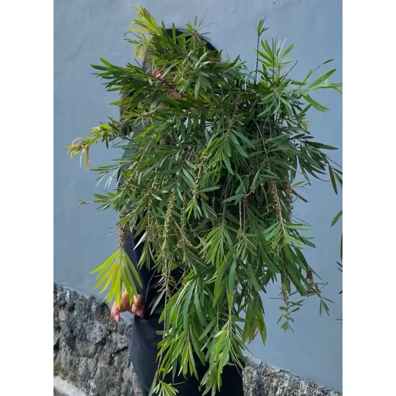 

Daun Potong Segar Sikat Botol