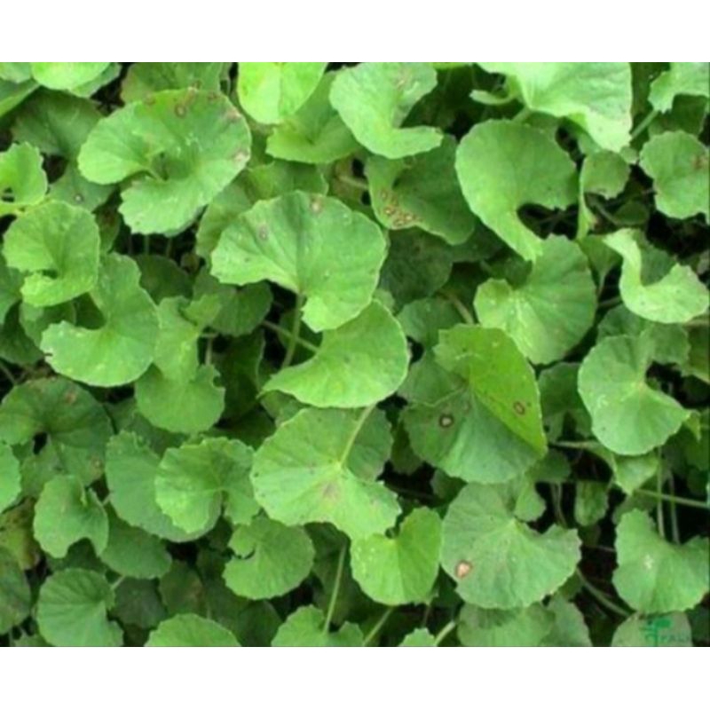 

Daun Pegagan/ Daun Antanan