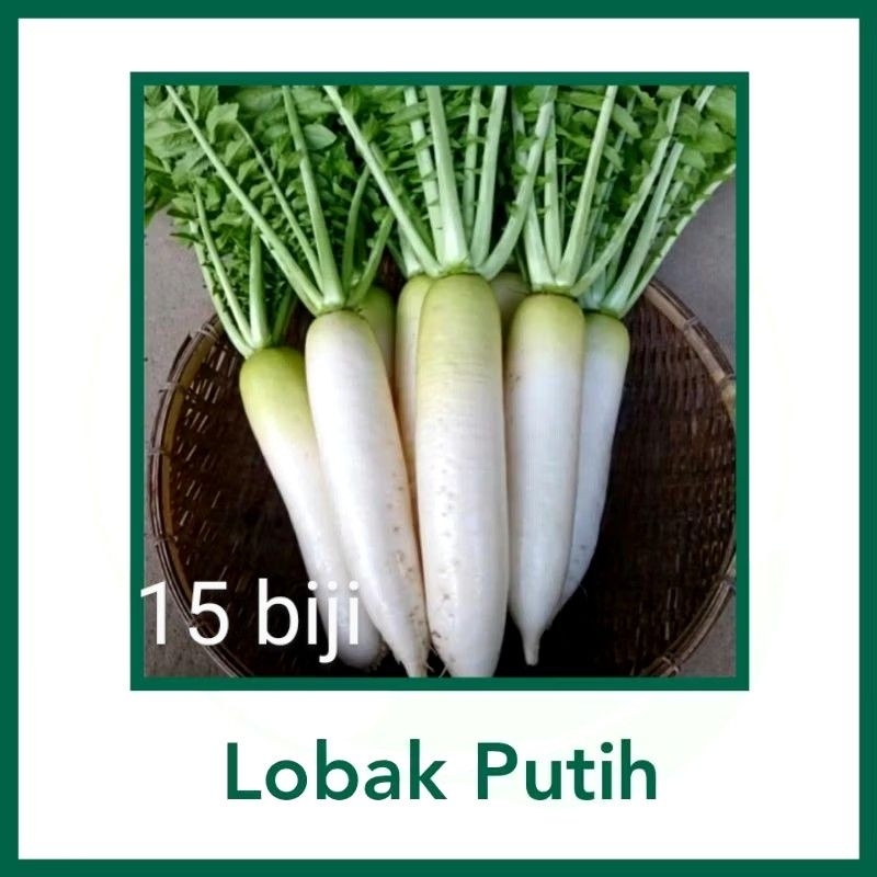 Benih Lobak