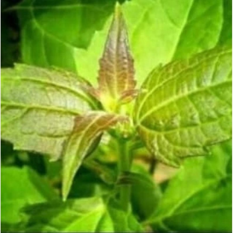 

Daun balakacida segar 100 gram