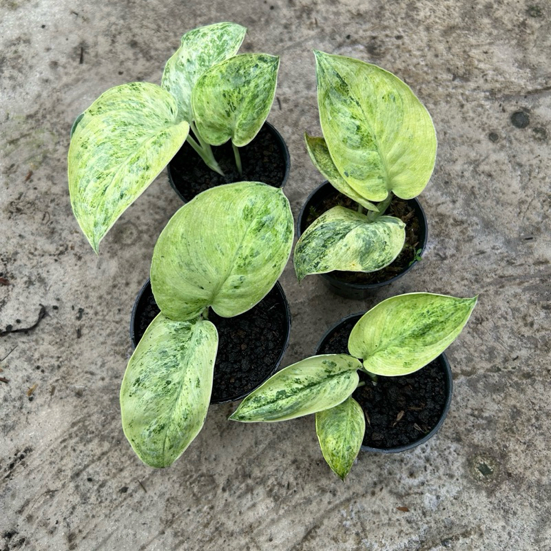 Scindapsus Tembaga Variegata