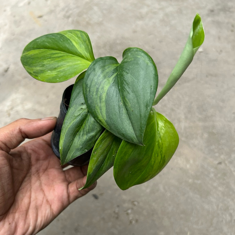 Scindapsus Rubicon Variegata