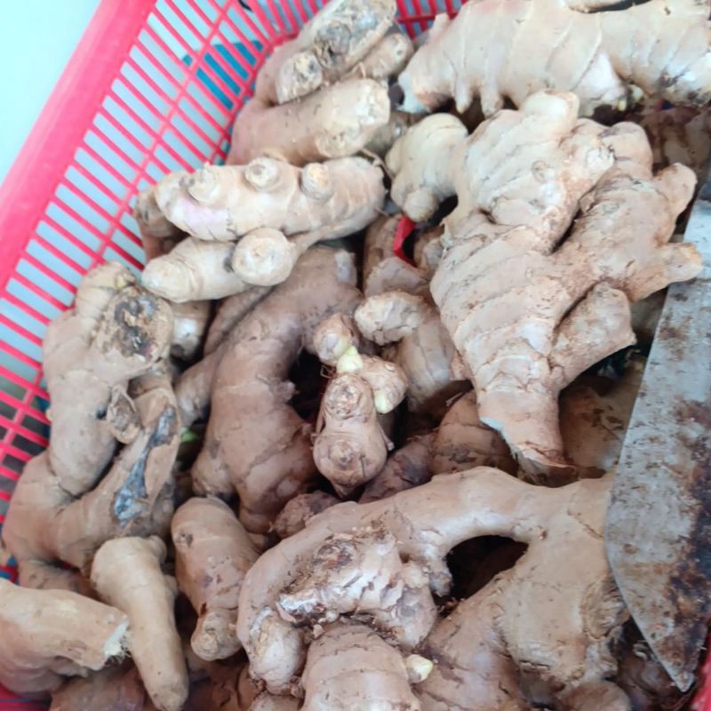 

jahe 500g