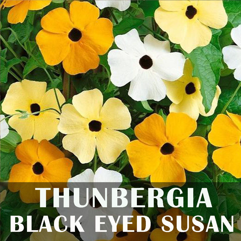 Biji benih bunga import black eyed susan vine thunbergia alata mix petuk manuk harris seed