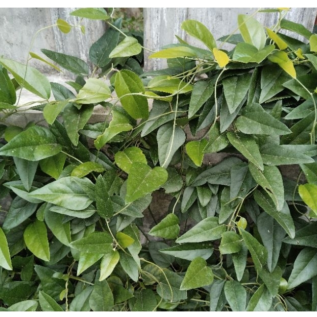 

Daun Cincau Rambat, Cincu Cina - Tanpa Bulu 100gr