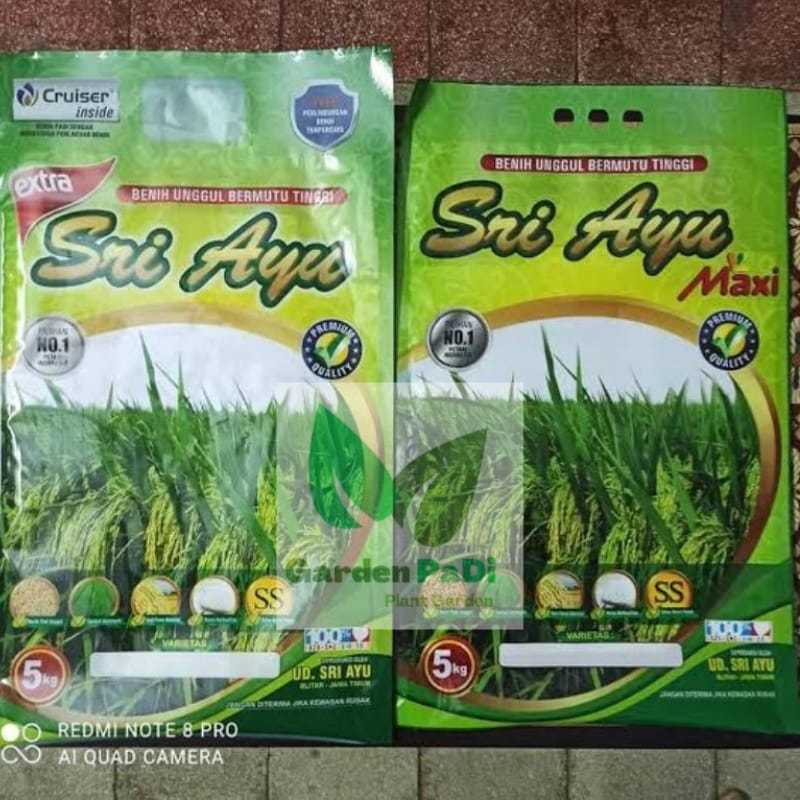Benih Padi Sri Ayu Berkualitas