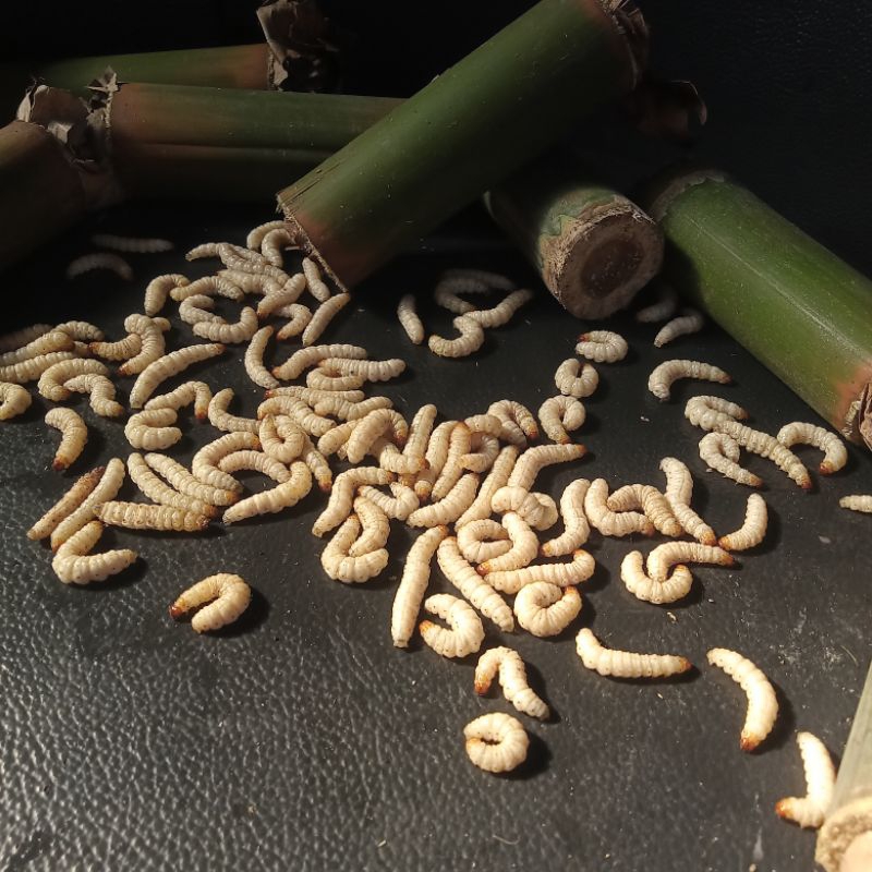 CANGCILUNG / ULAT BAMBU ISI ( 60+ ) UMPAN MANCING & PAKAN BURUNG