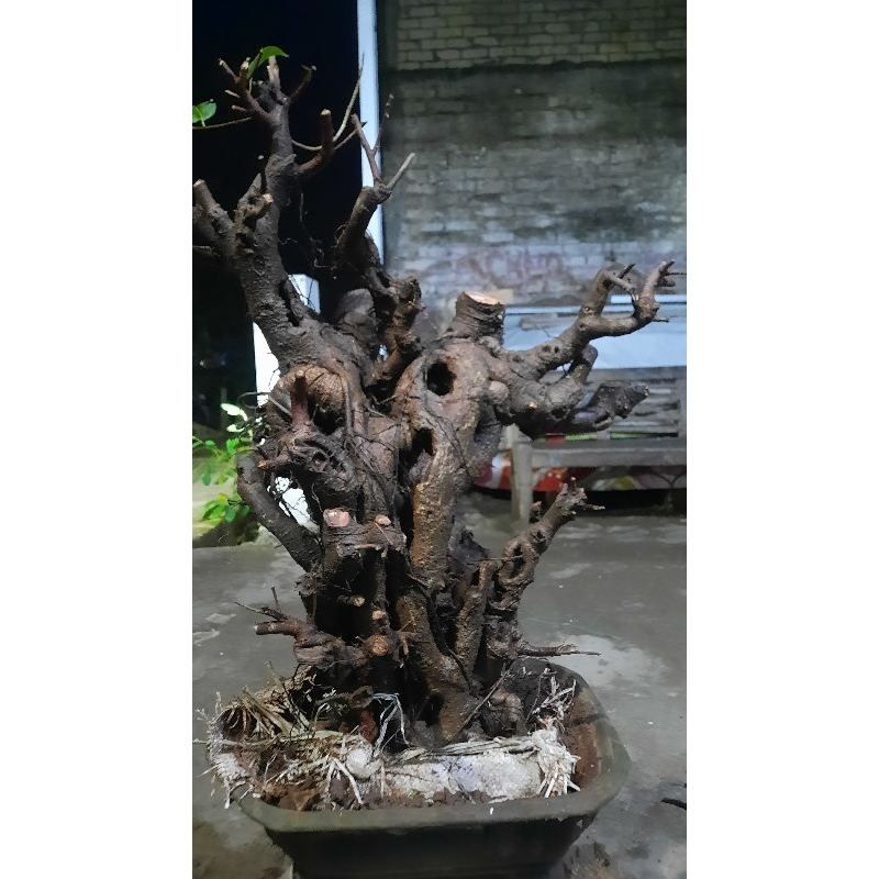 Bonsai Bunut Pucuk Merah Ukuran Large