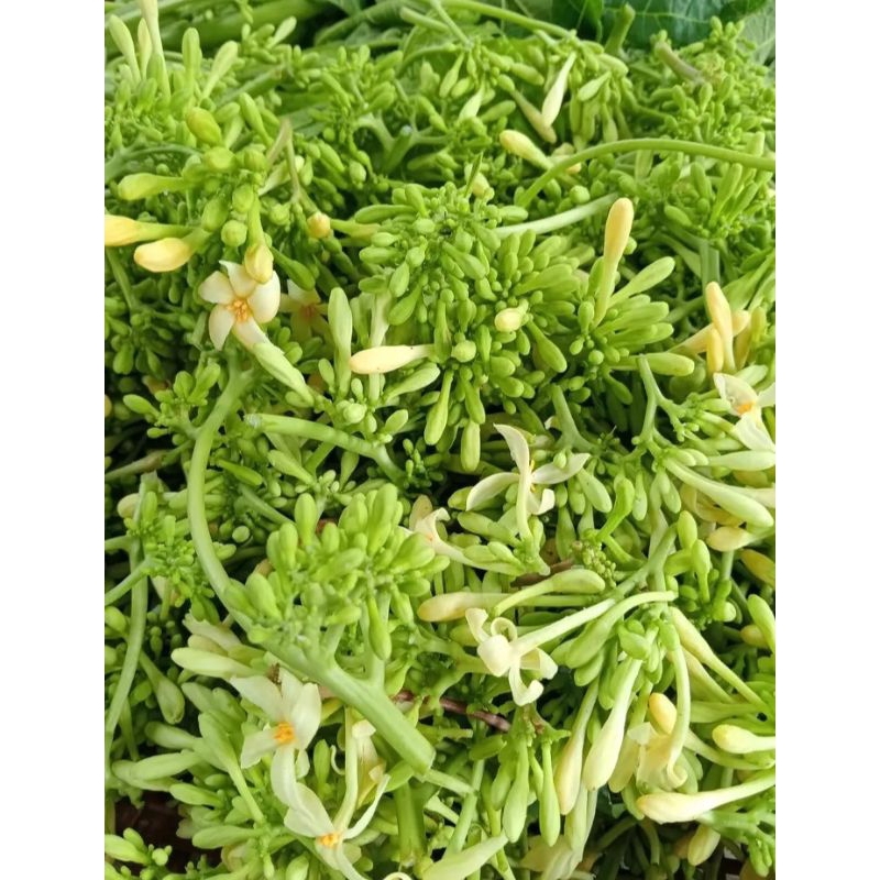 

250gr bunga pepaya/gandul/kembang kates segar