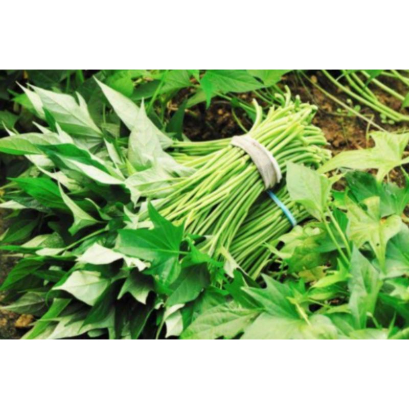 

daun ubi jalar segerrrr