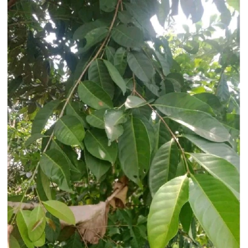 

daun salam basah 400 lembar