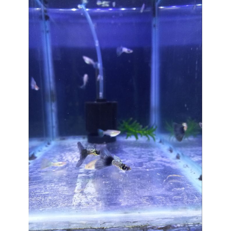 guppy mssbt
