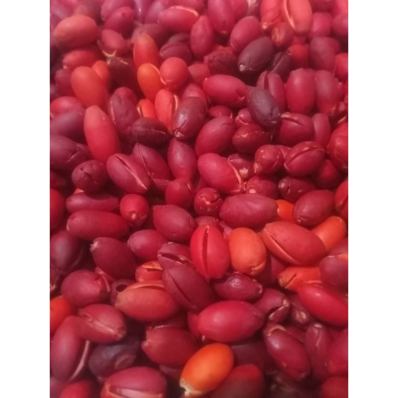 

KULIT MELINJO SEGAR 1KG
