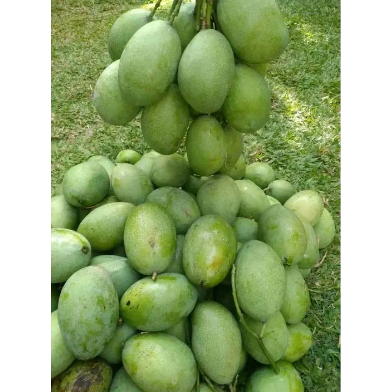 

buah mangga mana lagi mengkel tua 1 kg