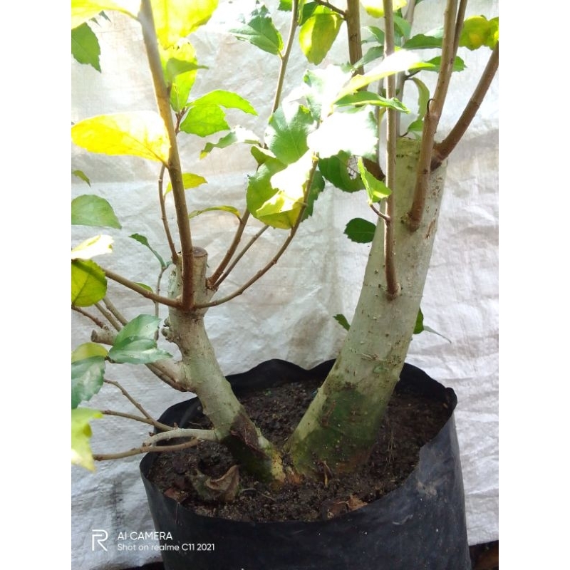 Bahan bonsai serut tanaman serut subur  berkarakter.