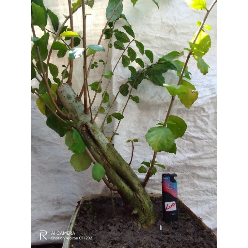 Bahan bonsai serut tanaman serut subur berkarakter.